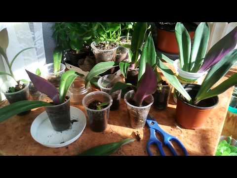 Видео: Размножаем цветок рэо легко и быстро.( часть 2)