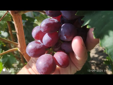 Видео: Где купить саженцы и черенки винограда, когда можно обрезать виноград