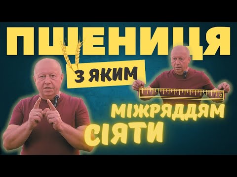 Видео: Озима пшениця. Ширина міжряддя. Чи впливає вона на кінцевий результат?