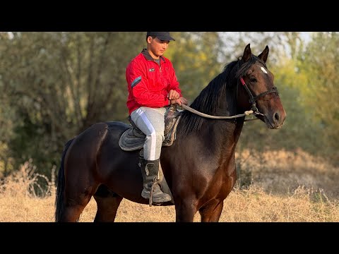 Видео: ЖӨНДҮҮ БААДА МЫКТЫ АТ ЧЫКТЫ 🤯#байтв 