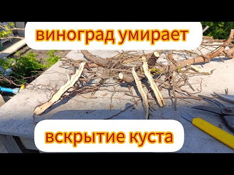 Видео: 🇺🇦Виноград, провожу вскрытие умирающего куста.