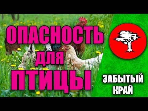 Видео: Опастность для птицы