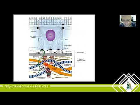 Видео: 4.  Эпителиальные ткани