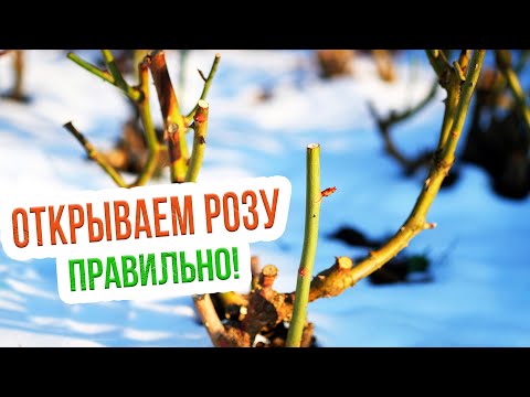 Видео: Когда открывать розы после зимы? Особенности ухода за розами весной после зимы