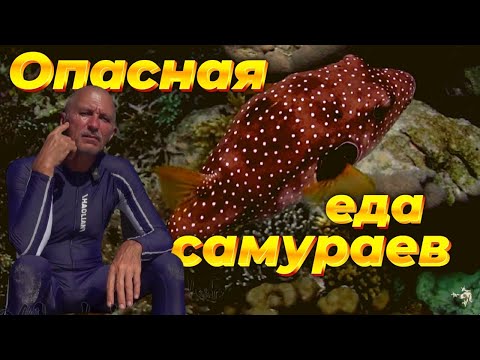 Видео: Смертоносные тетрадоны. Кому нельзя есть фугу? Серия 5