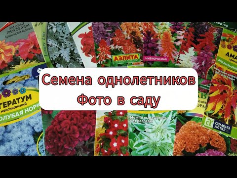 Видео: ОДНОЛЕТНИКИ! Какие однолетние цветы я сеяла и что у меня выросло.