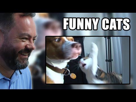 Видео: БРИТАНЦЫ реагируют на самых смешных подлых котов 😹