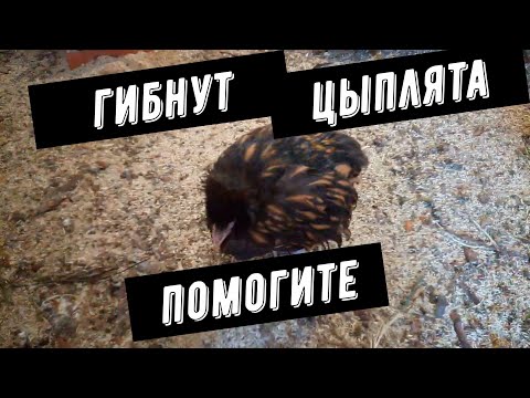 Видео: Гибнут цыплята.Помогите.