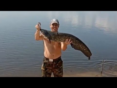 Видео: Ловля сома в июле на реке Припять троллингом.