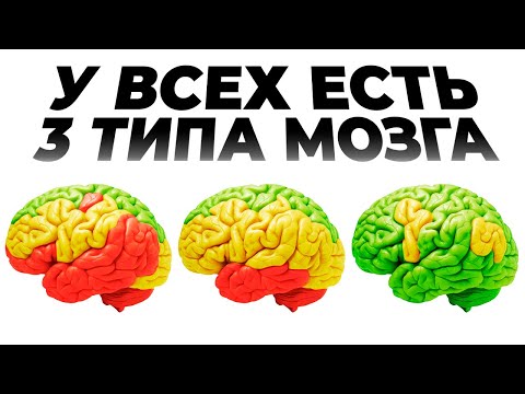 Видео: У всех есть 3 типа мозга. Какой тип у тебя ведущий