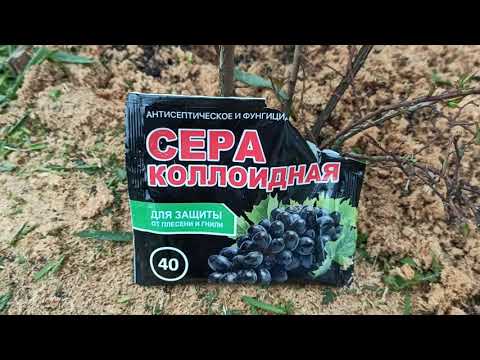 Видео: Краснеют листья на голубике? Подкислим почву на голубике!!! 3 минуты на целый год. Коллоидная сера.