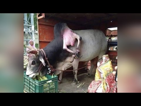 Видео: Если бы Это не Сняли на Камеру, Никто бы не Поверил