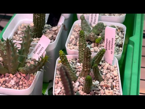 Видео: Ластовневые. Видео по запросу. 🌵