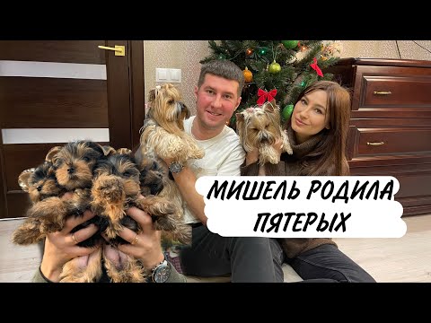 Видео: Роды Йоркширского терьера. Рожаем дома. Мать-героиня! Пять щенков )