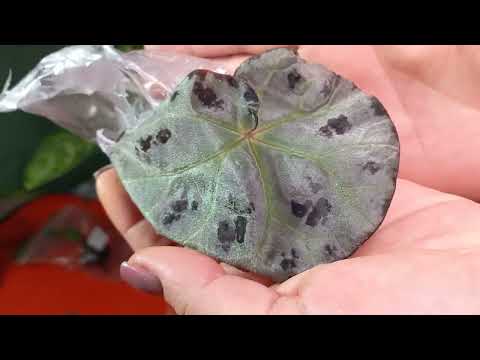 Видео: Новинки бегонии природники и не только👍😃