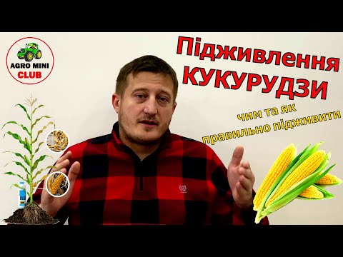 Видео: Підживлення Кукурудзи. Чим підживляти кукурудзу? Коли підживляють кукурудзу?