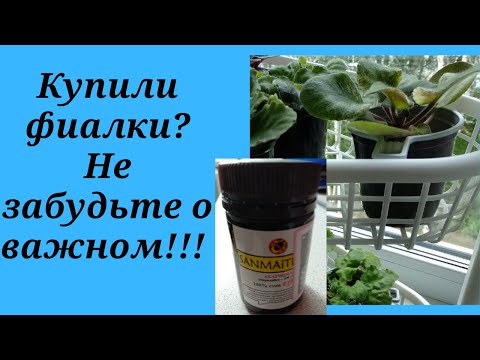 Видео: Фиалки. Входящая обработка для деток.