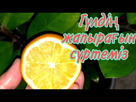 Видео: Лимонмен барлық гүлдің жапырағын сүртіңіз 👍 лимонның 🍋 гүлге пайдасы. гүлдер әлемі. үй гүлдері.