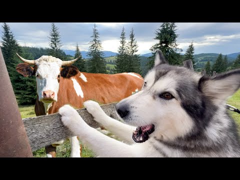 Видео: СОБАКА НАПАЛА НА КОРОВУ В КАРПАТАХ!