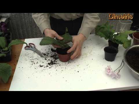 Видео: Три варианта пересадки стрептокарпусов