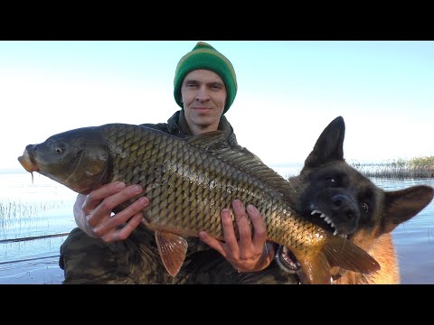 Видео: РЫБАЛКА НА САЗАНА. Рекордный улов!