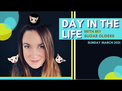 Видео: ДЕНЬ ИЗ ЖИЗНИ с моим питомцем САХАРНЫМИ ЛЕГАНТАМИ