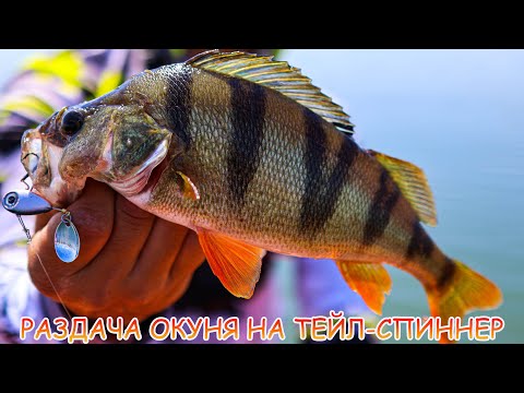 Видео: Джиг на водохранилище! Окунь, судак и первый сом!!! Тейл-спиннер рулит!!!