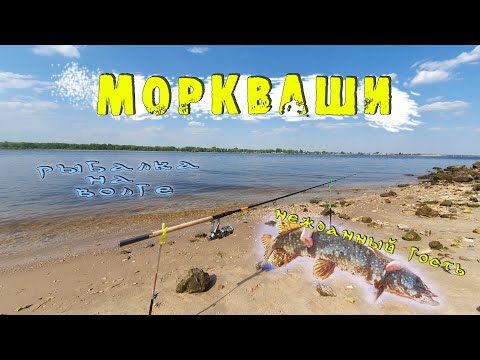 Видео: Рыбалка на Волге. Республика Татарстан. Моркваши.