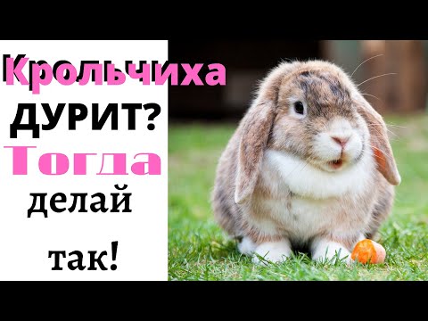 Видео: Крольчиха делает глупости? Что делать если крольчиха раскидала крольчат