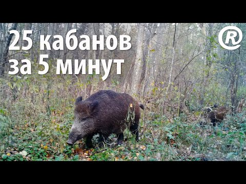 Видео: 25 кабанов за 5 минут. Съёмка на фотоловушку.