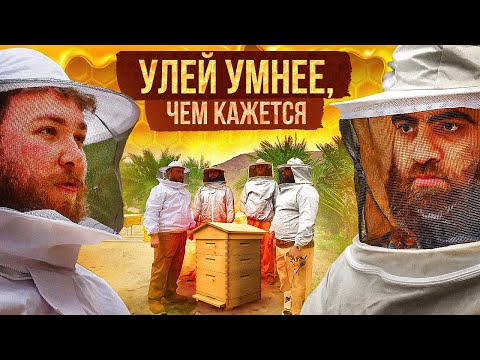 Видео: Пчелиные ЧБД истории: Почему пчеловодство снова в моде? | Арсен Маркарян