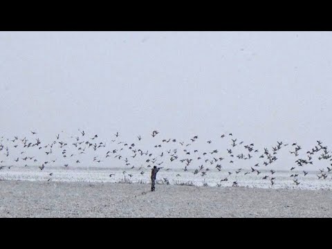 Видео: ШОК НА ОХОТЕ!!! ПОДОШЕЛ К 1000 УТОК. Охота на зайца. Охота на утку.