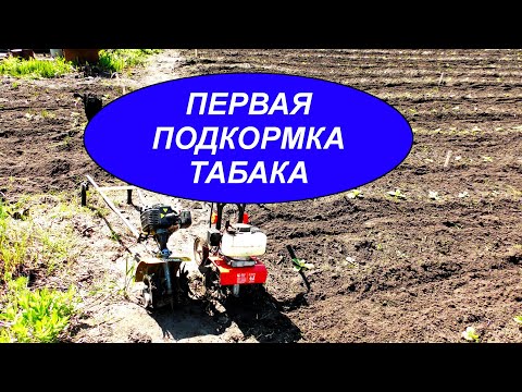 Видео: ПЕРВАЯ ПОДКОРМКА ТАБАКА