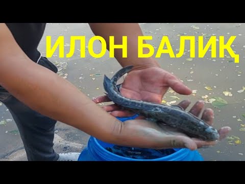 Видео: Илон балиқ бизнеси.