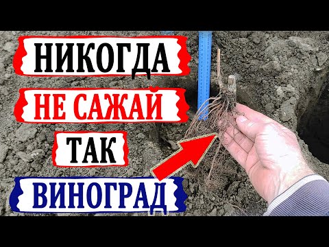 Видео: 🍇 Стоп! Ошибка при посадке винограда. Никогда так не делай. Виноград просто вымерзнет!