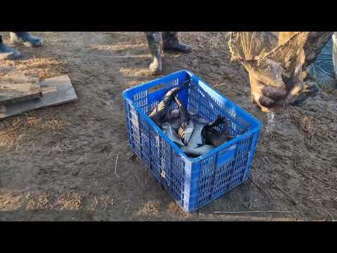 Видео: Жияни туйна болик 