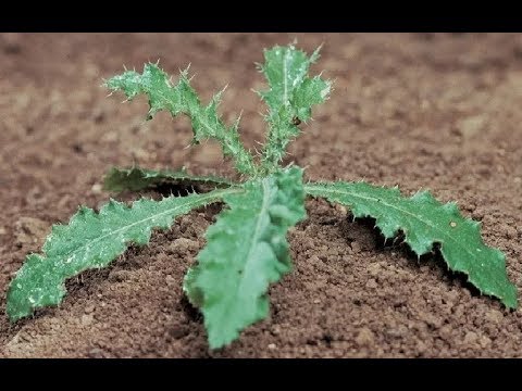 Видео: Как бороться с сорняками