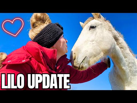 Видео: Придерживаюсь ли я плана? Как поживает моя НОВАЯ кобылка?