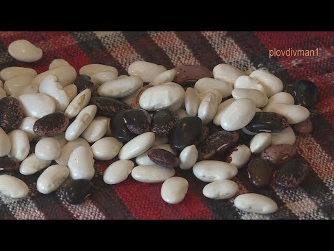 Видео: Тайната на смилянския боб