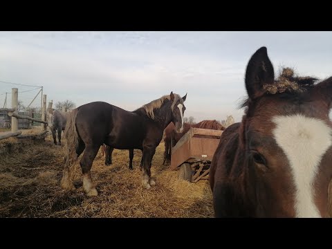 Видео: ЛОШАДИ/КОЛХОЗ /ФЕРМЕРЫ БЕЛАРУСИ.