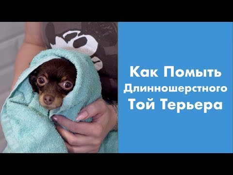 Видео: Как помыть Длинношерстного Той Терьера