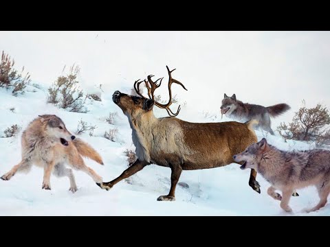 Видео: Без этого животного на Севере вряд ли были люди - СЕВЕРНЫЙ ОЛЕНЬ!