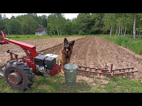 Видео: Посадка картофеля мотоблоком под плуг. Третий год - третий способ. МТЗ Weima 13