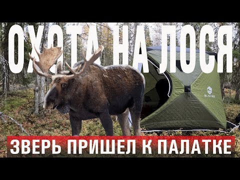 Видео: Охота на лося 2023/Зверь пришел прямо к палатке!/Богатство Коми края