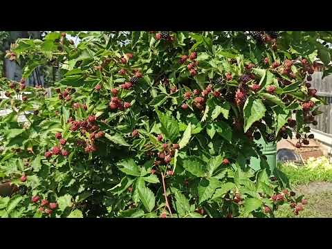 Видео: Наша ежевика на 22.07.2023г. Омск