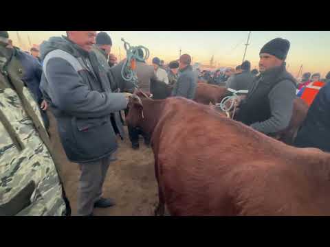 Видео: Хоразм богот мол бозори она бола сигир нархлари 13 ноября 2025 г.