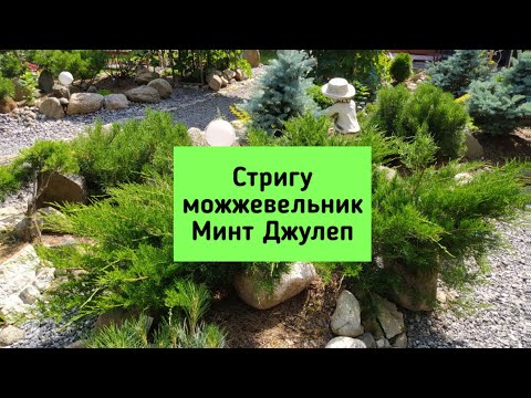 Видео: Стригу можжевельник Минт Джулеп.