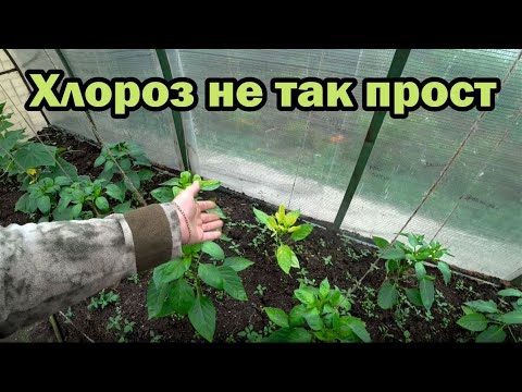 Видео: Хлороз хлорозу рознь