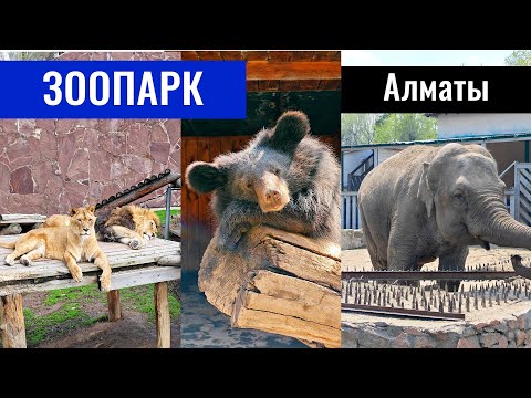 Видео: Зоопарк Алматы 2023, Казахстан. Львы. Волки. Медведи. Жирафы. Слоны.