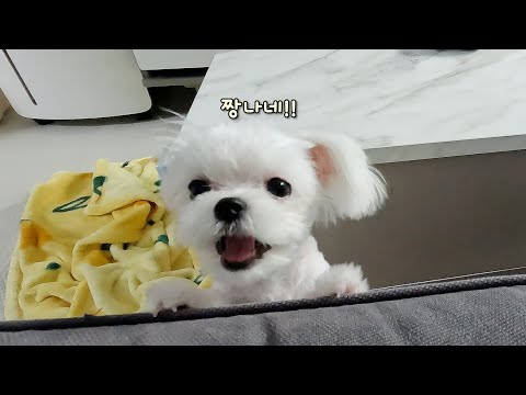 Видео: Ответ, который я вижу, когда не кладу щенка на диван